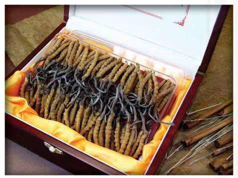 边坝冬虫夏草回收